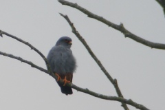 Roodpootvalk, ♂ -Friesland 10-5-2016