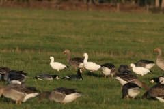 Ross gans 1-Texel 13-10-2009