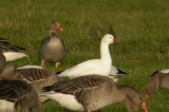 Ross gans 2-Texel 13-10-2009