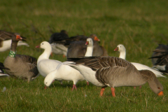 Ross gans 3-Texel 13-10-2009