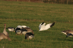 Ross gans-Texel 13-10-2009