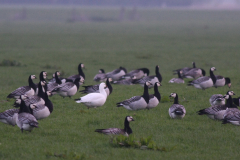 Ross gans en Brandganzen-Lauwersmeer 15-5-2010