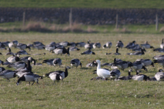 Ross gans en Brandganzen-Lauwersmeer 18-4-2010