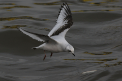 Ross' meeuw, 2e kj. 10-Zeeland 27-1-2018