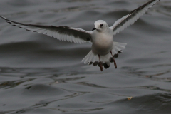 Ross' meeuw, 2e kj. 11-Zeeland 27-1-2018