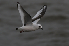 Ross' meeuw, 2e kj. 3-Zeeland 27-1-2018