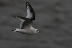 Ross' meeuw, 2e kj. 4-Zeeland 27-1-2018 b