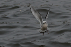 Ross' meeuw, 2e kj. 5-Zeeland 27-1-2018