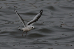 Ross' meeuw, 2e kj. 6-Zeeland 27-1-2018