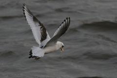 Ross' meeuw, 2e kj. 9-Zeeland 27-1-2018