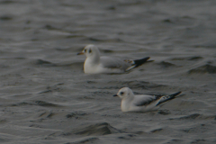 Ross' meeuw, 2e kj. en Kokmeeuw 1-Zeeland 27-1-2018