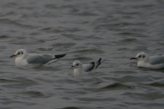 Ross' meeuw, 2e kj. en Kokmeeuw 2-Zeeland 27-1-2018