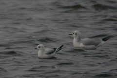 Ross' meeuw, 2e kj. en Kokmeeuw-Zeeland 27-1-2018