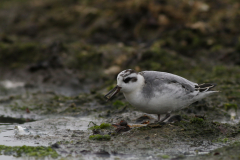 Rosse franjepoot, 1e kj. 1 Friesland-kust 17-10-2021