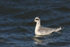 Rosse franjepoot, 1e kj. 2 Vlieland 23-10-2011