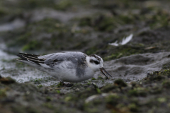 Rosse franjepoot, 1e kj. 3 Friesland-kust 17-10-2021