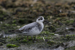 Rosse franjepoot, 1e kj. 4 Friesland-kust 17-10-2021