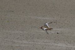 Rosse franjepoot, adult ♀  1  Friesland-kust 10-5-2022