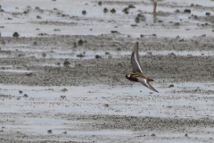 Rosse franjepoot, adult ♀  3  Friesland-kust 10-5-2022