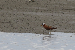 Rosse franjepoot, adult ♀   Friesland-kust 10-5-2022