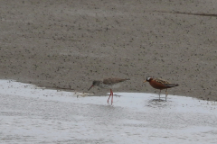 Rosse franjepoot, adult ♀  en Tureluur Friesland-kust 10-5-2022