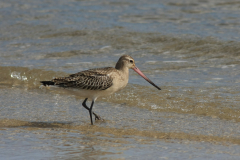 Rosse grutto, 1e kj.  3-Vlieland 17-9-2012