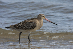 Rosse grutto, 1e kj.  5-Vlieland 17-9-2012