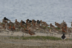 Rosse grutto-Terschelling 22-5-2014