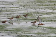 Rosse grutto-Terschelling 23-5-2014