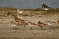 Rosse grutto-Terschelling 24-5-2014