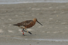 Rosse grutto, adult -Terschelling 26-5-2014