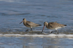 Rosse grutto, 1e kj. -Vlieland 17-9-2012