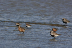 Rosse grutto, Zilverplevier, Bonte strandloper en Kanoet-Groningen-kust 12-5-2012