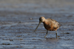 Rosse grutto, adult Friesland-kust 15-8-2023