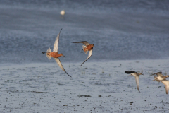 Rosse grutto en Kemphaan-Lauwersmeer 5-5-2015