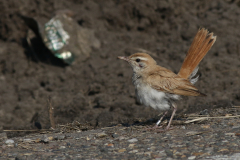 Rosse waaierstaart (Westelijke) 2 Flevoland 15-9-2020