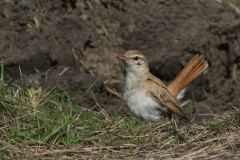 Rosse waaierstaart (Westelijke) 3 Flevoland 15-9-2020