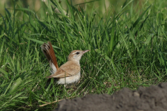 Rosse waaierstaart (Westelijke) 4 Flevoland 15-9-2020