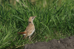 Rosse waaierstaart (Westelijke) 5 Flevoland 15-9-2020