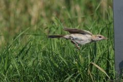 Rosse waaierstaart (Westelijke) 6 Flevoland 15-9-2020