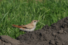 Rosse waaierstaart (Westelijke) 7 Flevoland 15-9-2020