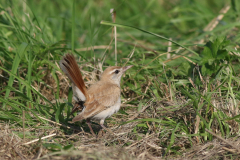 Rosse waaierstaart (Westelijke) 8 Flevoland 15-9-2020