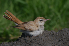 Rosse waaierstaart (Westelijke) Flevoland 15-9-2020 b