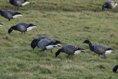 Rotgans 1 Friesland-kust 14-1-2021 b