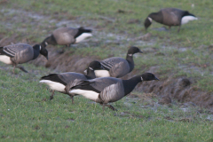 Rotgans 1-Lauwersmeer 16-1-2008