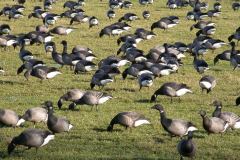 Rotgans 1-Lauwersmeer 22-1-2006