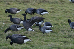 Rotgans Friesland-kust 14-1-2021 b