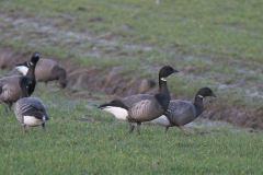 Rotgans-Lauwersmeer 16-1-2008