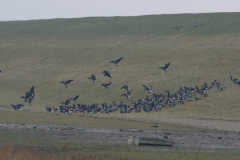 Rotgans-Lauwersmeer 16-2-2021 b