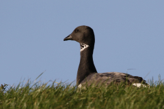 Rotgans-Lauwersmeer 2-2-2022